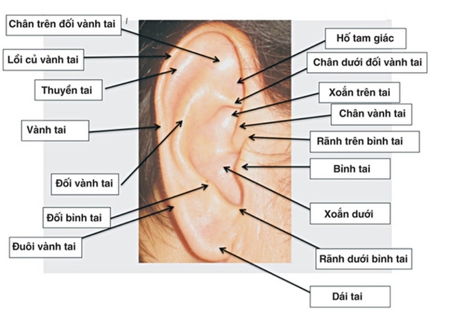 Cấu trúc vành tai