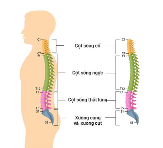 Thành phần cột sống