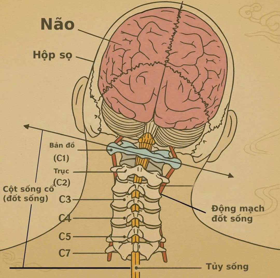 Não và cột sống