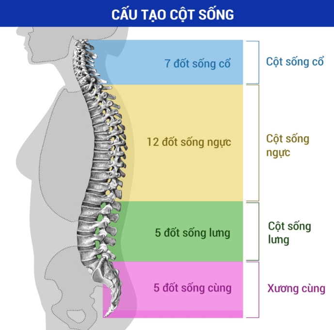 cấu trúc cột sống