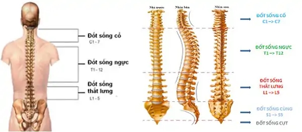 Cột sống